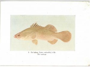 Where is the Kakap fish now? - Picture of kakap fish
