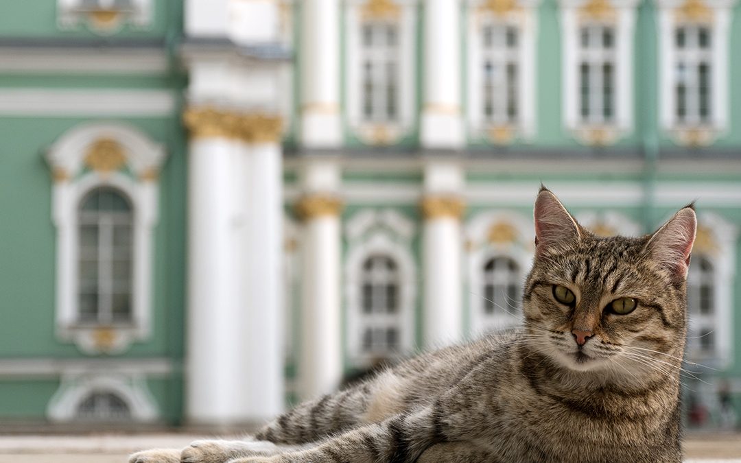 CATS NOW HAVE A CAT UNION